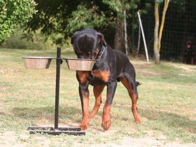 chien rottweiler