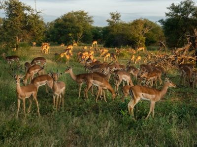 Les différentes informations à retenir avant de partir en safari au Kenya