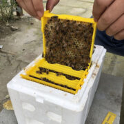 achat de reine abeille