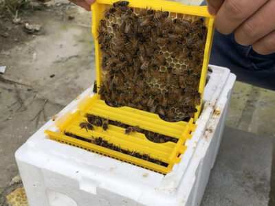 achat de reine abeille