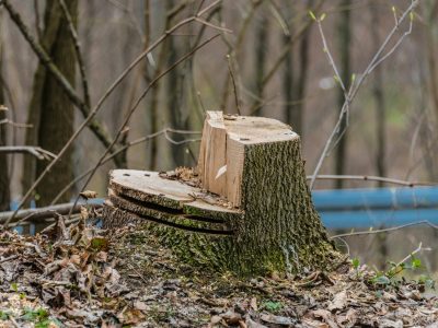 entreprise-abattage-arbre