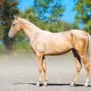 Akhal-Teke